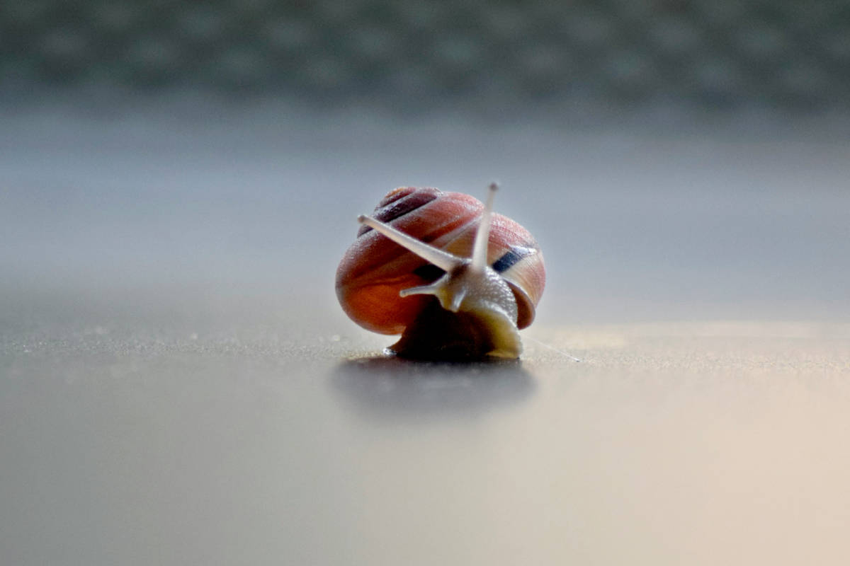 Schnecke auf glattem Untergrund – Sinnbild für eine langsame Website